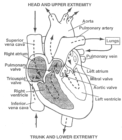2116_Internal structure of heart.png